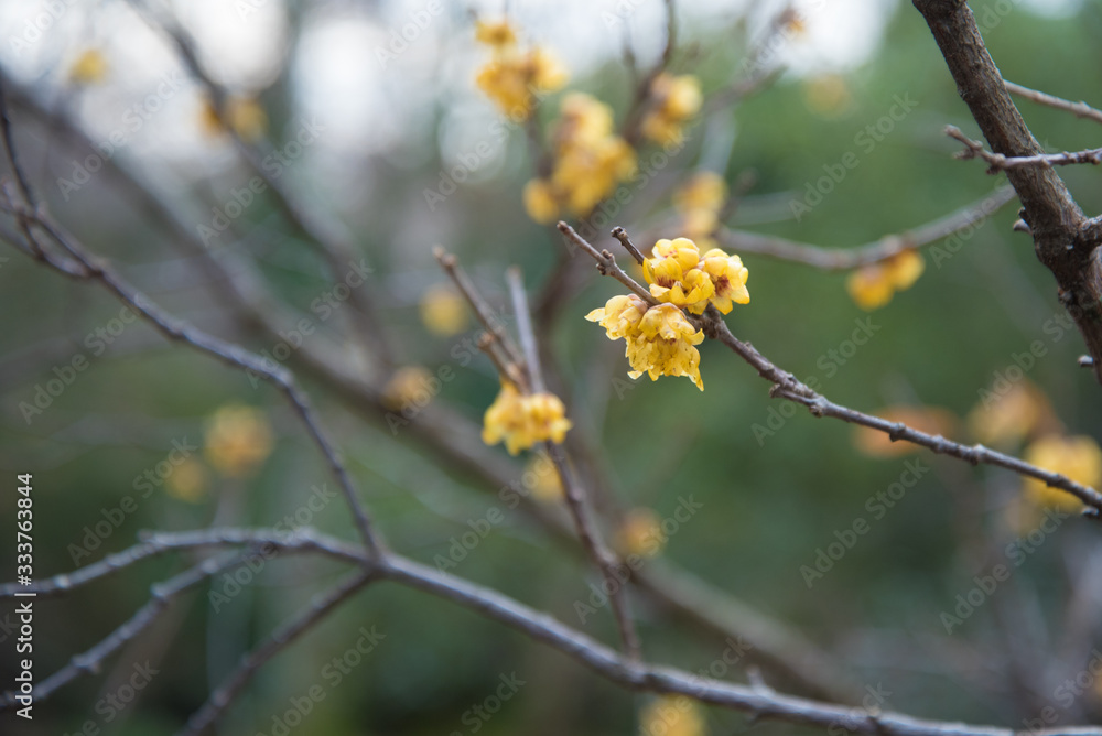 Chimonanthus praecox in early spring. The so-called caramel tree with small yellow flowers Chimonanthus praecox in early spring. The so-called caramel tree with small yellow flowers