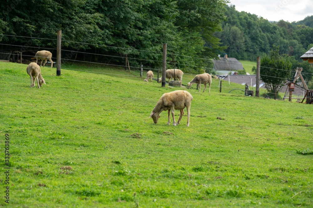 Lambs eating grass on the farm. Czech Republic
