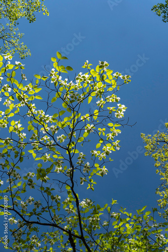 Dogwood Tree blooming against a clear blue sky.