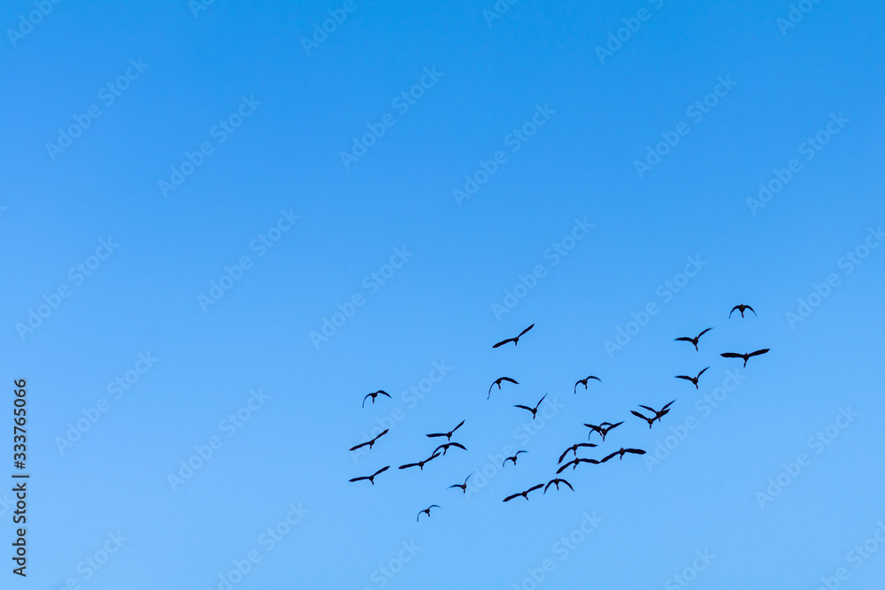 Flock of birds through the sunny autumn sky of intense blue. Flock of birds through the sunny autumn sky of intense blue.