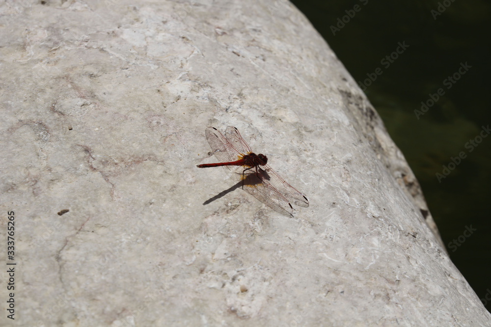 Fototapeta premium ant on leaf