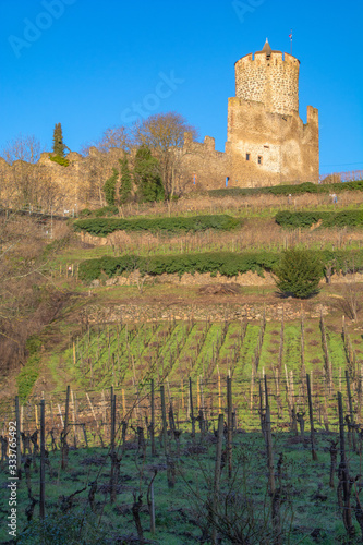 vines in kaysersberg