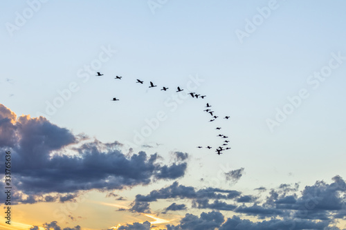 Flock of birds across the multicolored sky in the Brazilian autumn evening creates a beautiful setting that conveys peace.