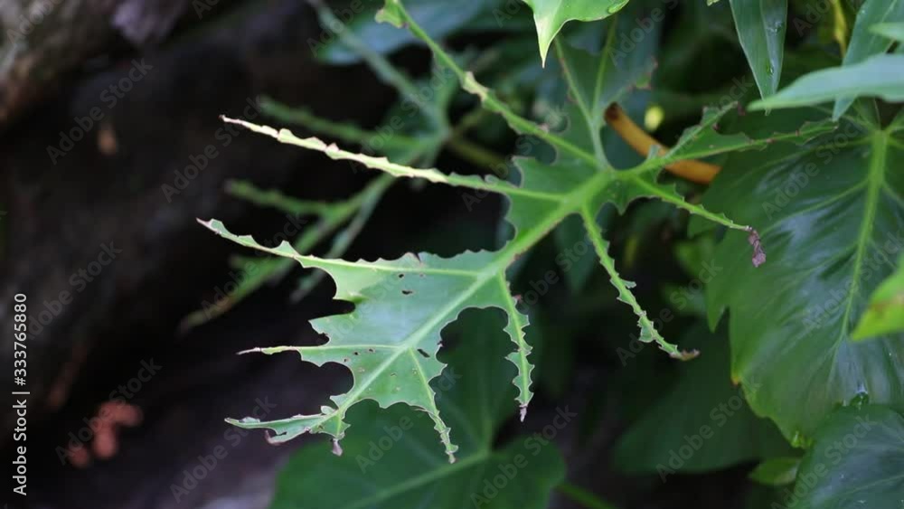 Leaf Cutter Ants in Central Valley Costa Rica