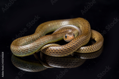 Ptyas korros, commonly known as the Chinese ratsnake or Indo-Chinese rat snake, is a species of colubrid snake endemic to Southeast Asia isolated on black background photo