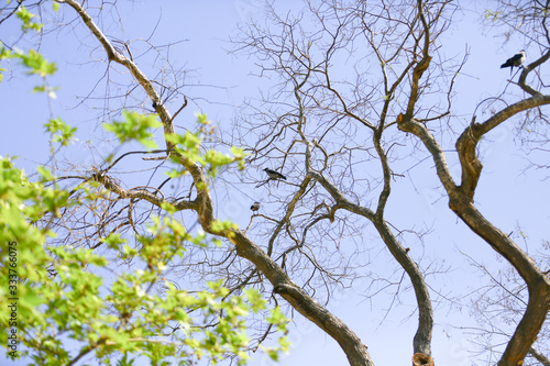 tree in spring