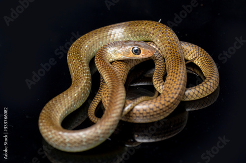 Ptyas korros, commonly known as the Chinese ratsnake or Indo-Chinese rat snake, is a species of colubrid snake endemic to Southeast Asia isolated on black background photo