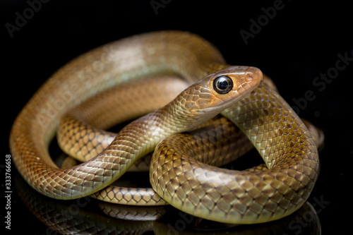 Ptyas korros, commonly known as the Chinese ratsnake or Indo-Chinese rat snake, is a species of colubrid snake endemic to Southeast Asia isolated on black background