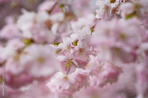 Background - sakura blooms in spring