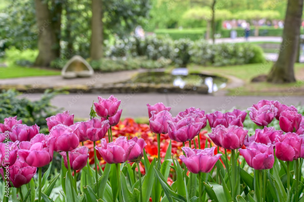 Rows of tulips and other flowers in a garden in the Netherlands. Rows of tulips and other flowers in a garden in the Netherlands.