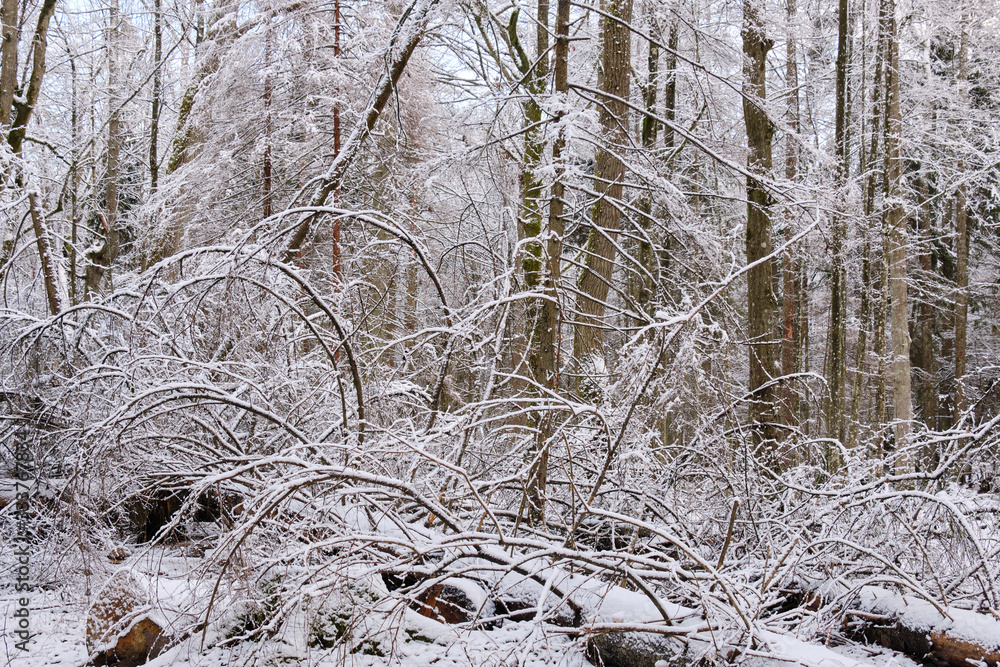 custom made wallpaper toronto digitalWintertime landscape of snowy mixed stand