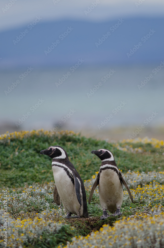Naklejka premium Magellanic penguins Spheniscus magellanicus in the Otway Sound and Penguin Reserve.