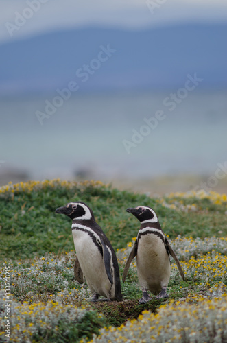 Magellanic penguins Spheniscus magellanicus in the Otway Sound and Penguin Reserve.