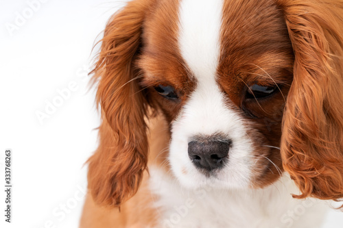 Little dog Cavalier King Charles Spaniel