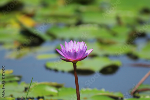 lotus in pond