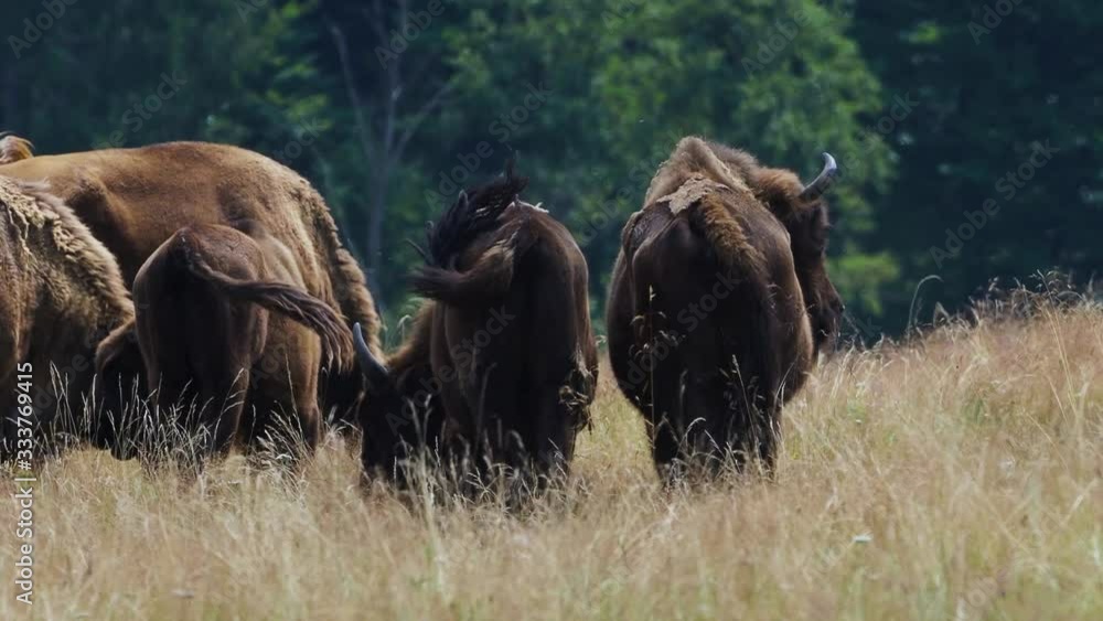 small herd of European bison (Bison bonasus), also known as Wisent or the European wood bison grazing small herd of European bison (Bison bonasus), also known as Wisent or the European wood bison grazing
