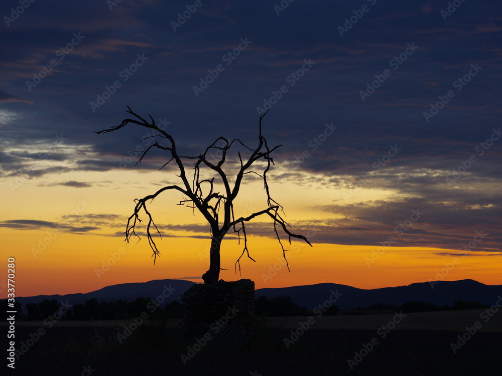 single tree at sunset