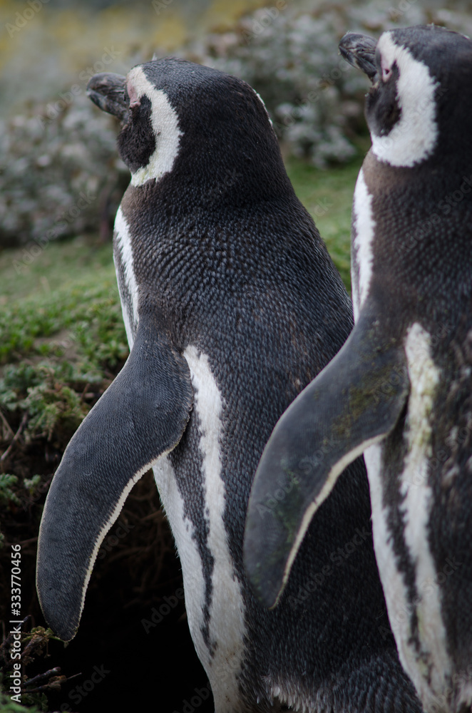 Obraz premium Magellanic penguins in the Otway Sound and Penguin Reserve.