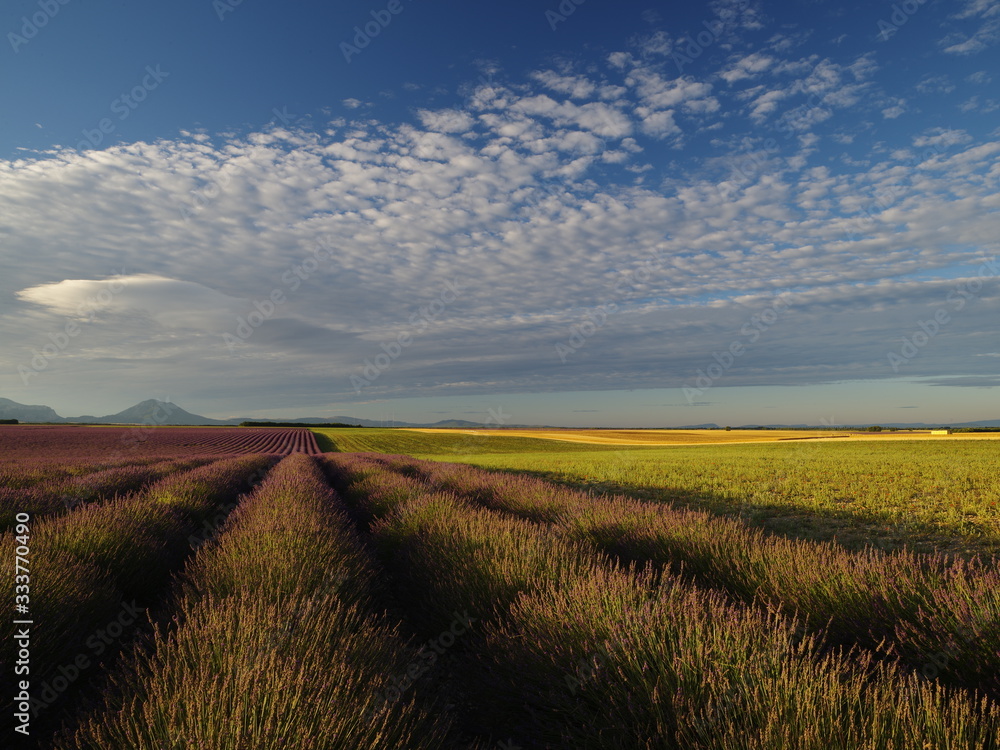Obraz premium green field and blue sky