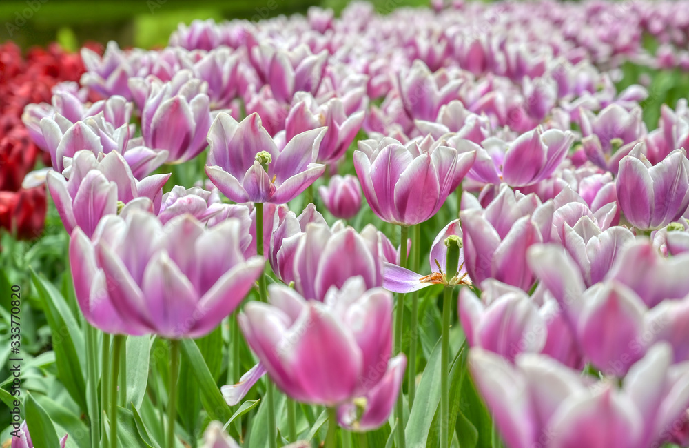 Rows of tulips and other flowers in a garden in the Netherlands. Rows of tulips and other flowers in a garden in the Netherlands.