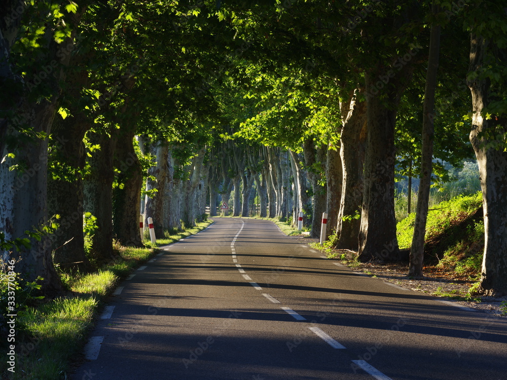 road in forest road in forest