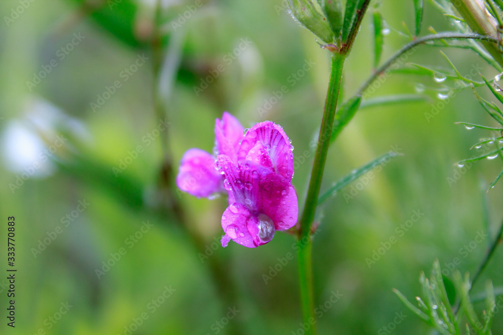 Sweet peas plant close up shot. One pink bud and green curly stalk. Ornamental plant in summer time. Botanical garden. Macro shot of herb with beautiful little purple flower with dew on the petals.