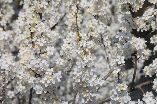 Blütenmeer an einem Baum im Frühling