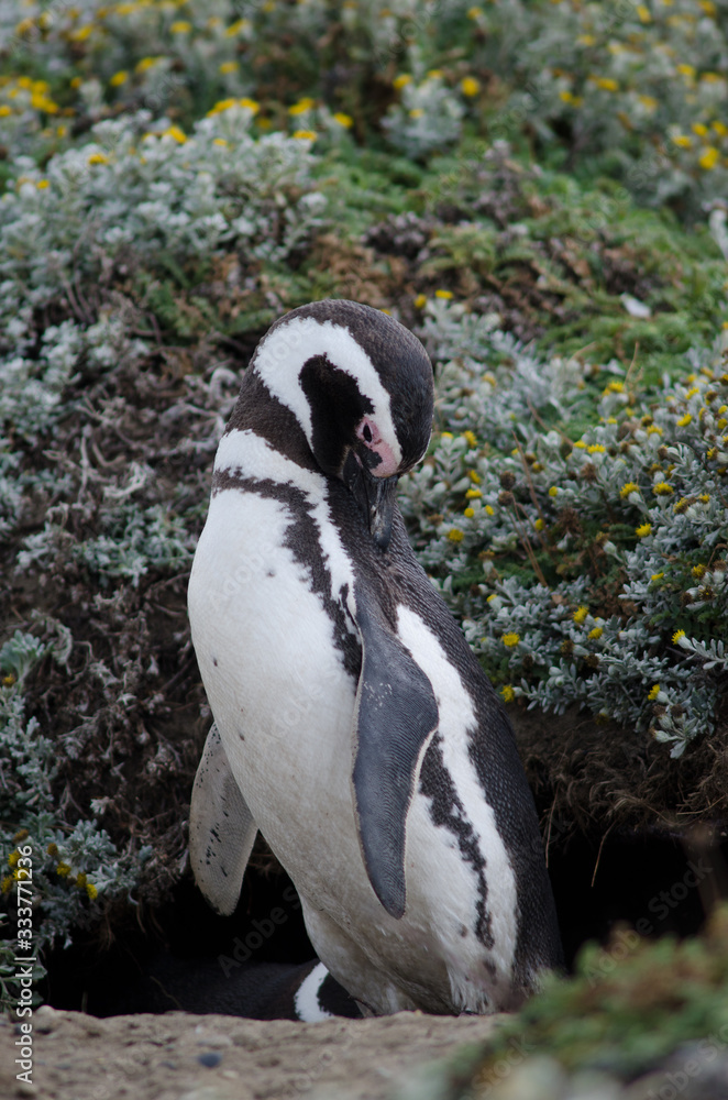 Fototapeta premium Magellanic penguin preening in the Otway Sound and Penguin Reserve.