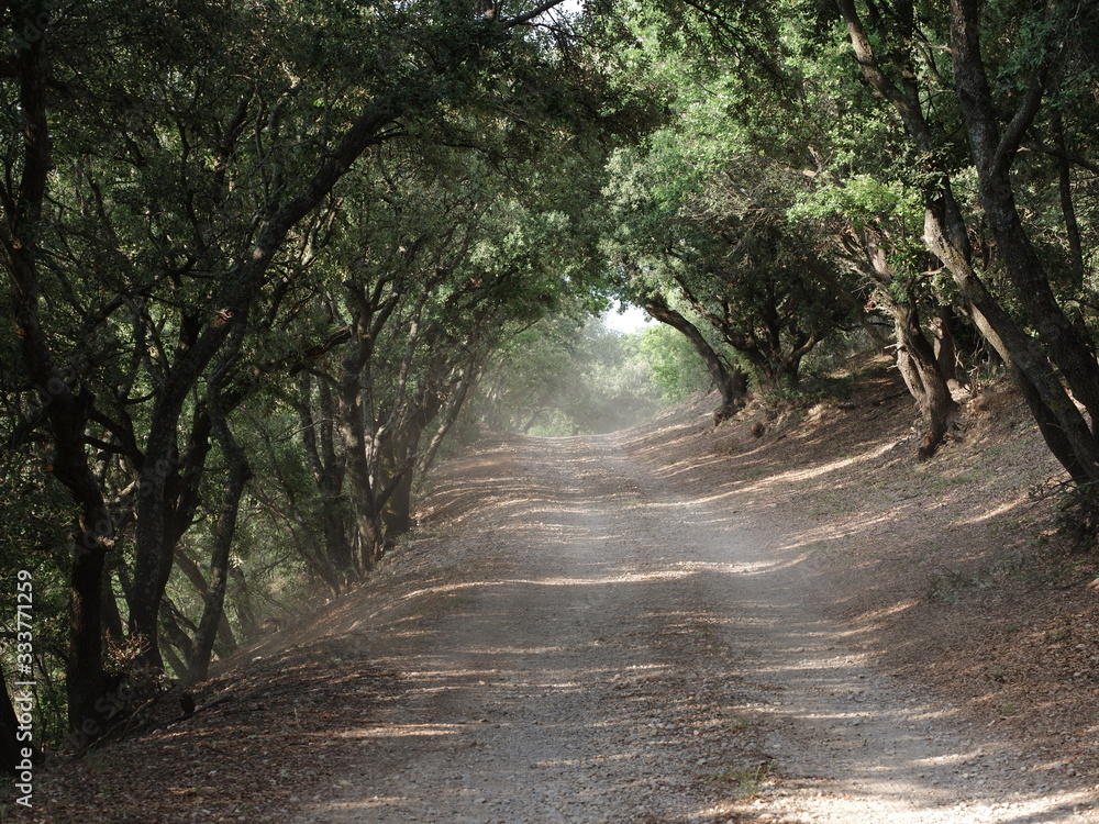 Fototapeta premium road in the forest