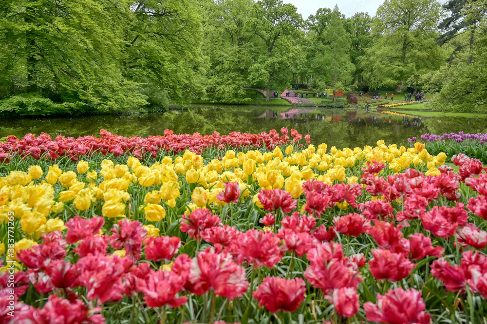 Rows of tulips and other flowers in a garden in the Netherlands. Rows of tulips and other flowers in a garden in the Netherlands.