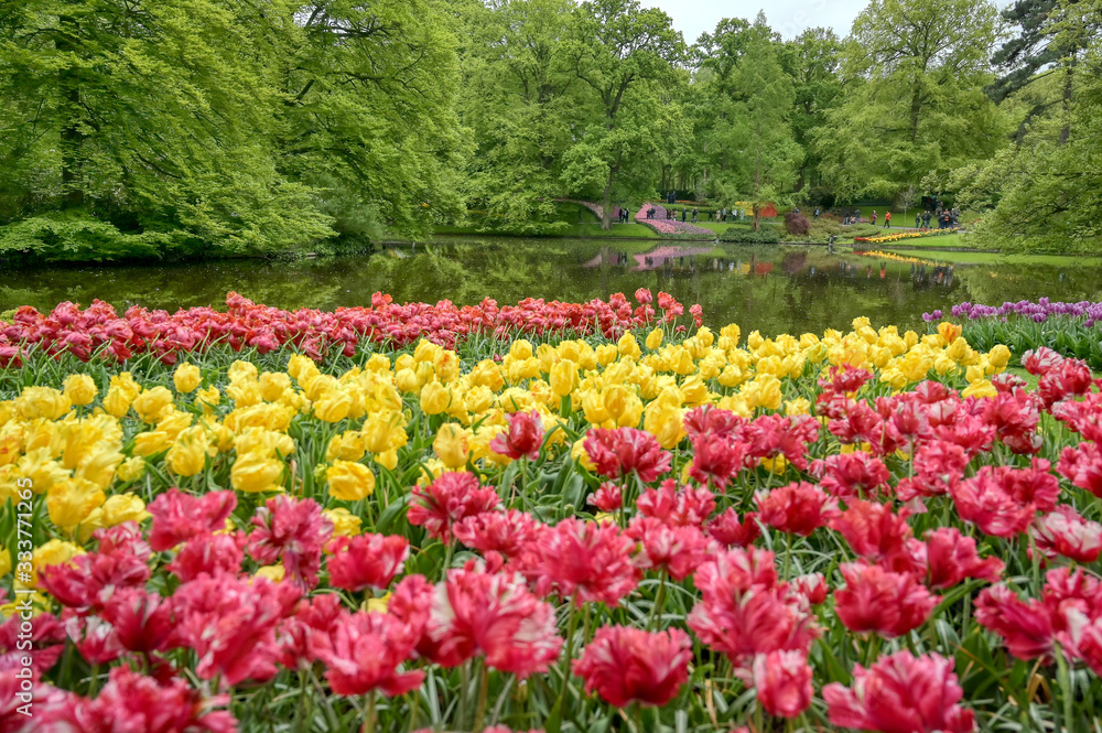 Rows of tulips and other flowers in a garden in the Netherlands.