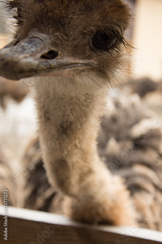 Ostrich, a flock of ostriches on an ostrich farm