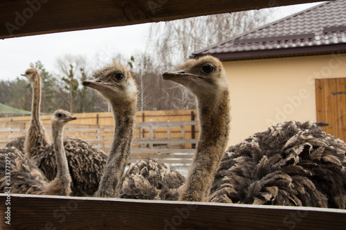 Ostrich, a flock of ostriches on an ostrich farm