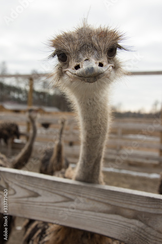 Ostrich, young ostriches on an ostrich farm