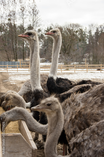 Ostrich, young ostriches on an ostrich farm