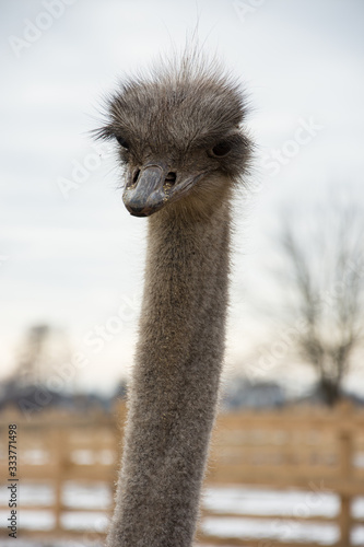Ostrich, a flock of ostriches on an ostrich farm