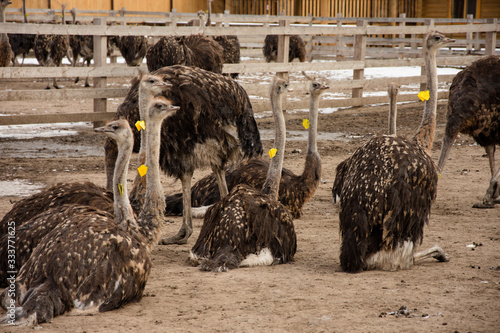 ostriches on vacation, how ostriches sit