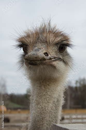 Ostrich, young ostriches on an ostrich farm