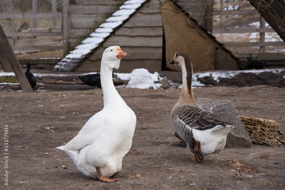 Obraz premium white and gray goose is important to walk around the bird yard