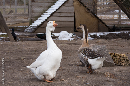 white and gray goose is important to walk around the bird yard
