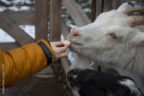 Granny Kozlek loved very much