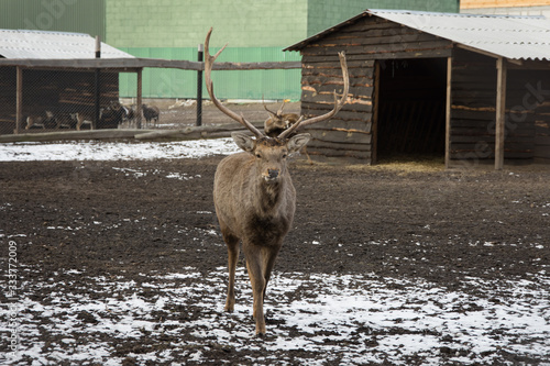 red deer on the farm
