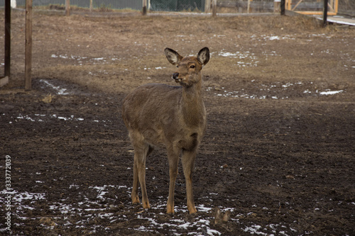 red deer female graze on a farm