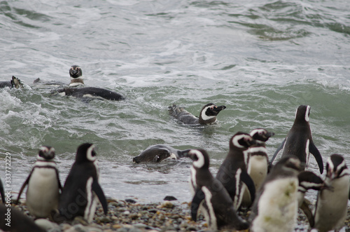 Magellanic penguins in the Otway Sound and Penguin Reserve.
