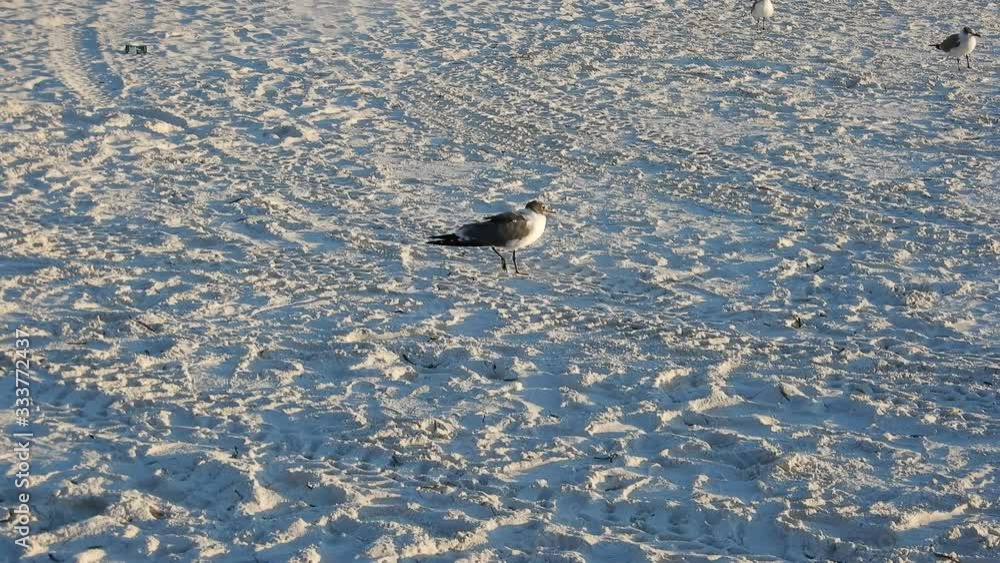 Tracking Shot Bird Walking Around No Beach With Tire Trackers Footprints Tracking Shot Bird Walking Around No Beach With Tire Trackers Footprints