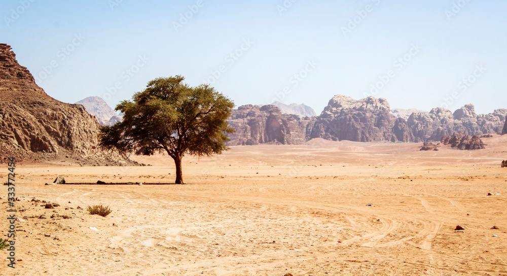 Wadi Rum - Tree