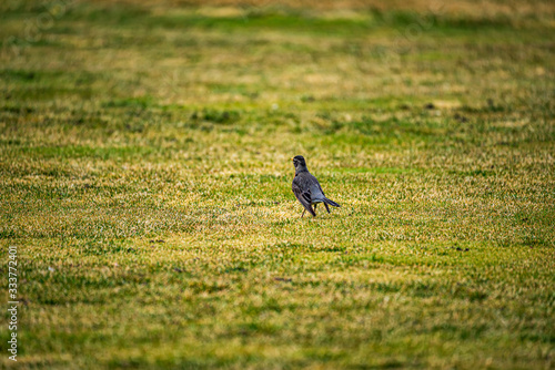 Bild auf Leinwand Robbin in the grass