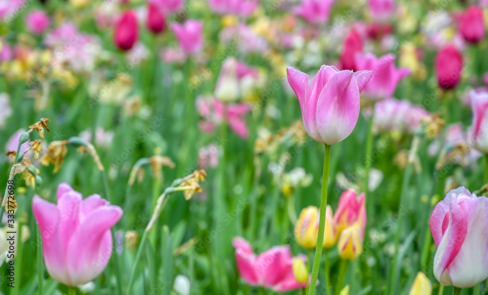 Rows of tulips and other flowers in a garden in the Netherlands.