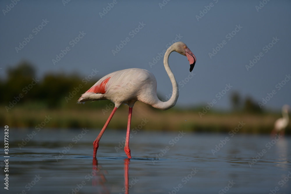 Obraz premium flamingo