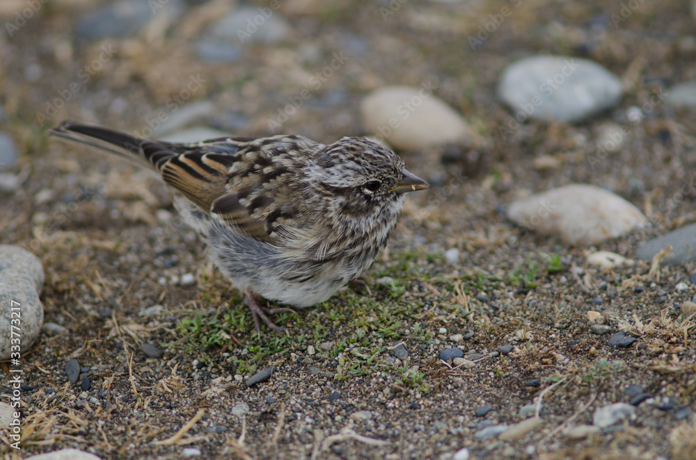 Juvenile rufous-collared sparrow in the Otway Sound and Penguin Reserve. Juvenile rufous-collared sparrow in the Otway Sound and Penguin Reserve.